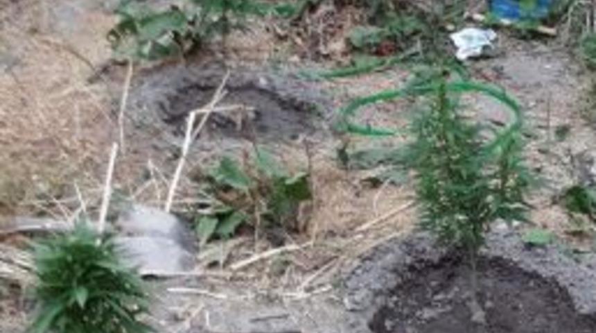 Osmancık Polisinden Kenevir Operasyonu