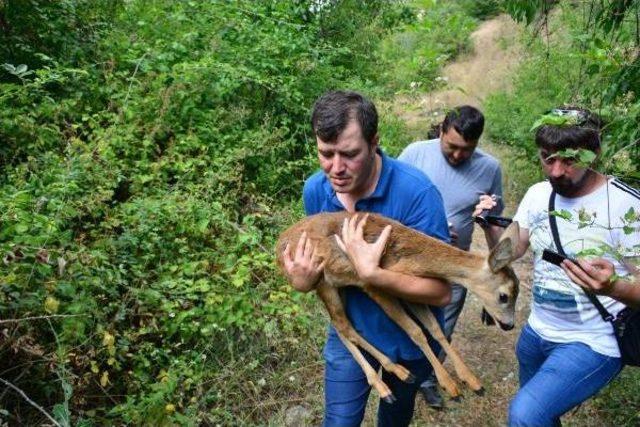 Yaralı Yavru Karaca Tedavi Sonrası Doğaya Bırakıldı