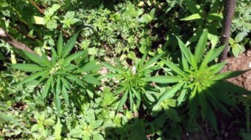 Jandarmadan Hint Keneviri Operasyonu