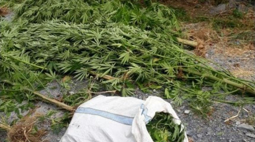 Fındık Tarlasında Kenevir Operasyonu