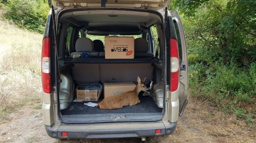 Yavru Karaca Doğaya Salındı