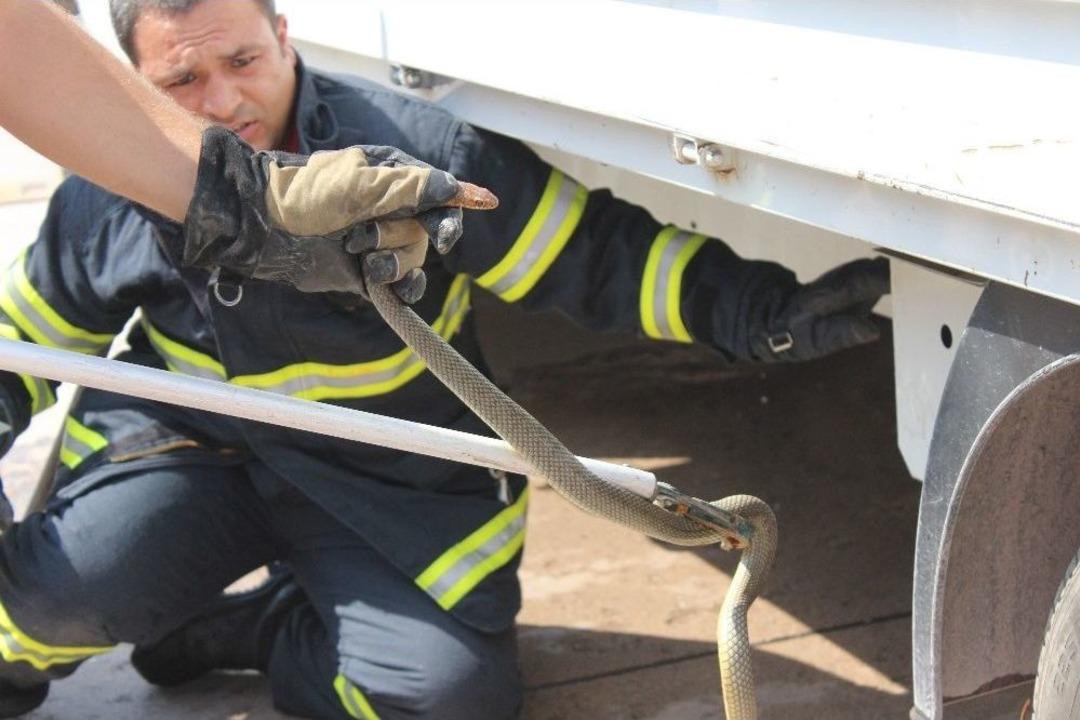 Aracına 1.5 Metrelik Yılan Giren S&uuml;r&uuml;c&uuml;y&uuml; Korkudan Kaşıntı Tuttu