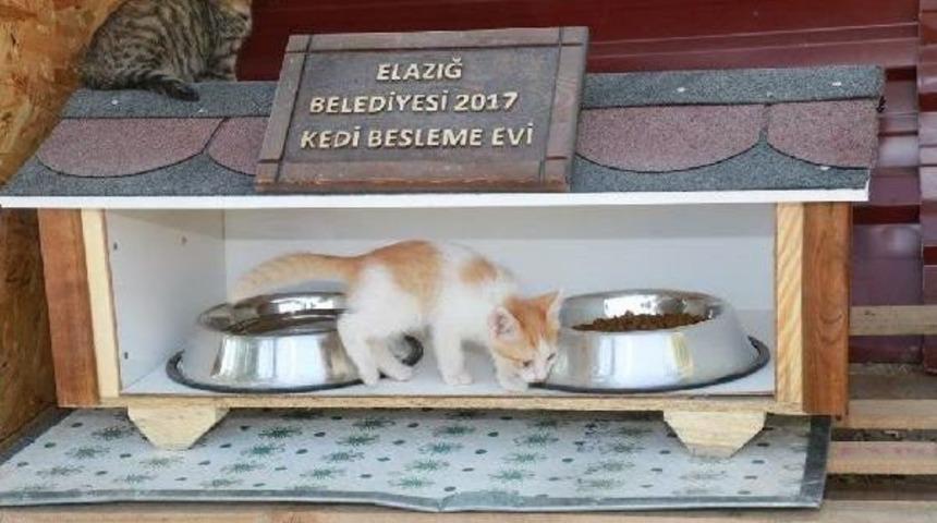 Elazığ'da Belediye Kedi Evleri Kurdu