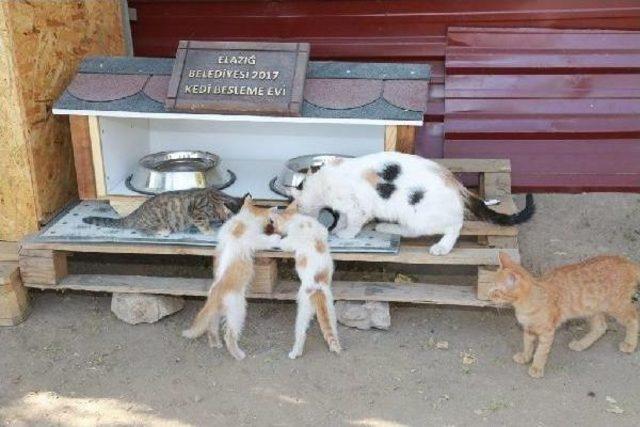 Elazığ'da Belediye Kedi Evleri Kurdu