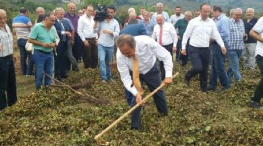 Chp&rsquo;li Torun: &ldquo;l&uuml;tfen Fındık &Uuml;reticisine Sahip &Ccedil;ıkın"