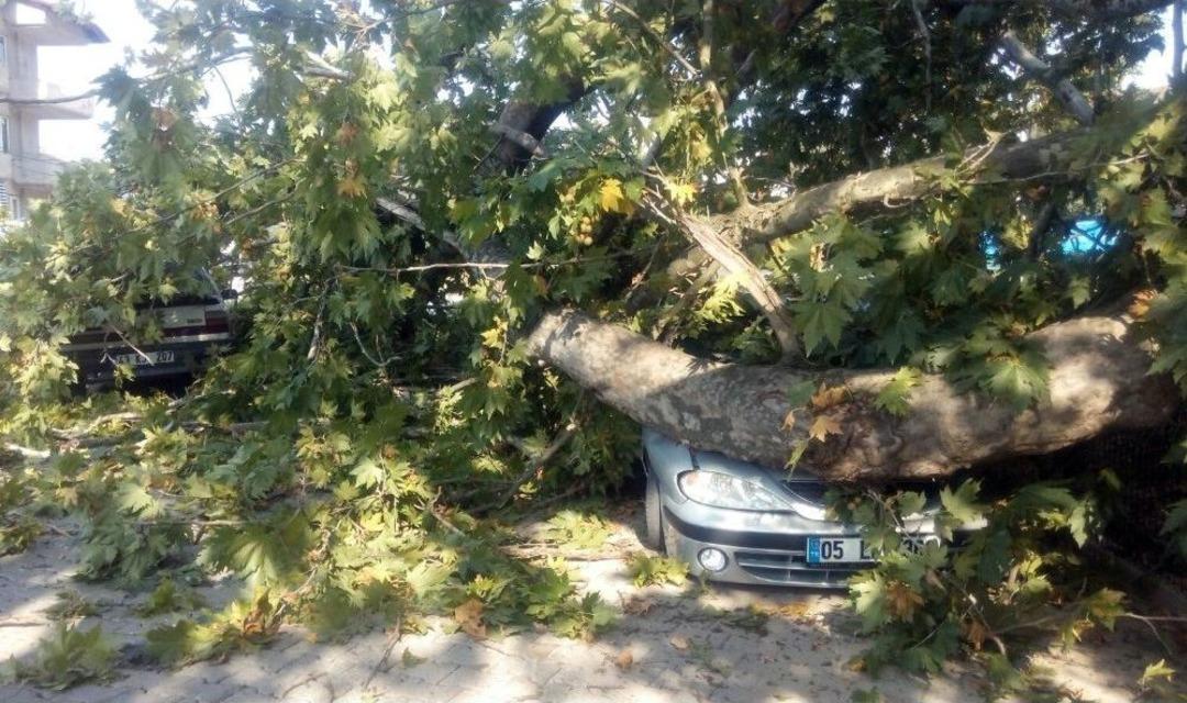 350 Yıllık &Ccedil;ınar Ağacının Dalları Ara&ccedil;ların &Uuml;zerine Devrildi