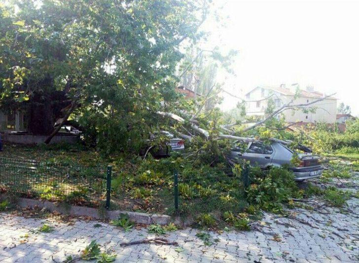 350 Yıllık Çınar Ağacının Dalları Araçların Üzerine Devrildi G1