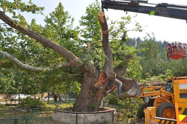 350 Yıllık Çınar Ağacının Dalları Araçların Üzerine Devrildi G3