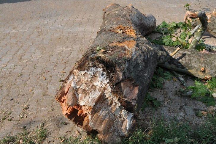 350 Yıllık Çınar Ağacının Dalları Araçların Üzerine Devrildi G4