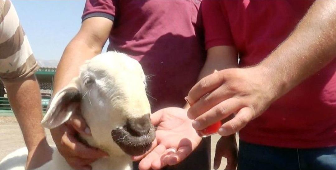 (&ouml;zel) Bu Koyun, Şekerli &Ccedil;ay Tiryakisi