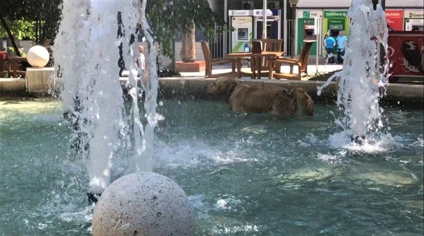 Sıcaktan Bunalan K&ouml;pek S&uuml;s Havuzuna Girdi