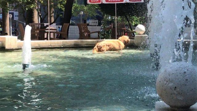 Sıcaktan Bunalan Köpek Süs Havuzuna Girdi