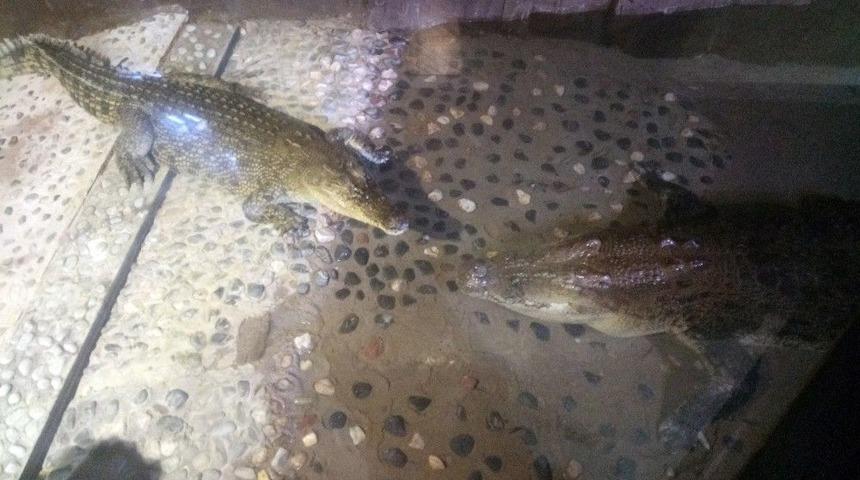 Üsküdar’daki Bu Timsahlar Günde 50 Kilo Tavuk Yiyor