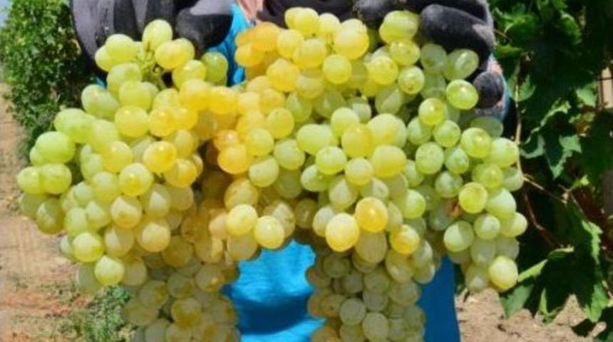 Manisa &Uuml;z&uuml;m&uuml; D&uuml;nyaya Hava Yoluyla G&ouml;nderilecek