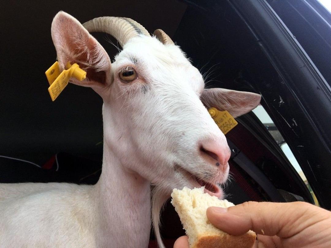 (&ouml;zel Haber) Yanından Ayırmadığı Ke&ccedil;ileri İle Tatile &Ccedil;ıktı