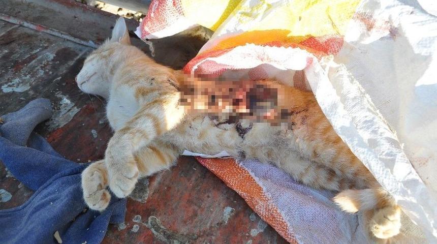 Kedileri Silahla &Ouml;ld&uuml;r&uuml;p &Ccedil;&ouml;p Kovasına Attılar