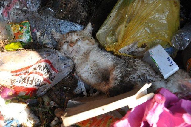 Kedileri Silahla Öldürüp Çöp Kovasına Attılar