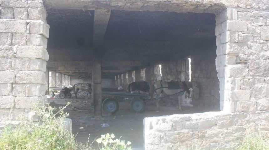 Ağrı&rsquo;da Atları G&ouml;lgelik Alanlarda G&uuml;neşten Koruyorlar