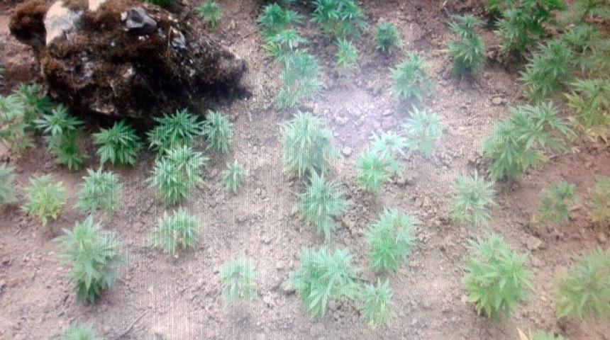 Jandarmadan Kenevir Operasyonu