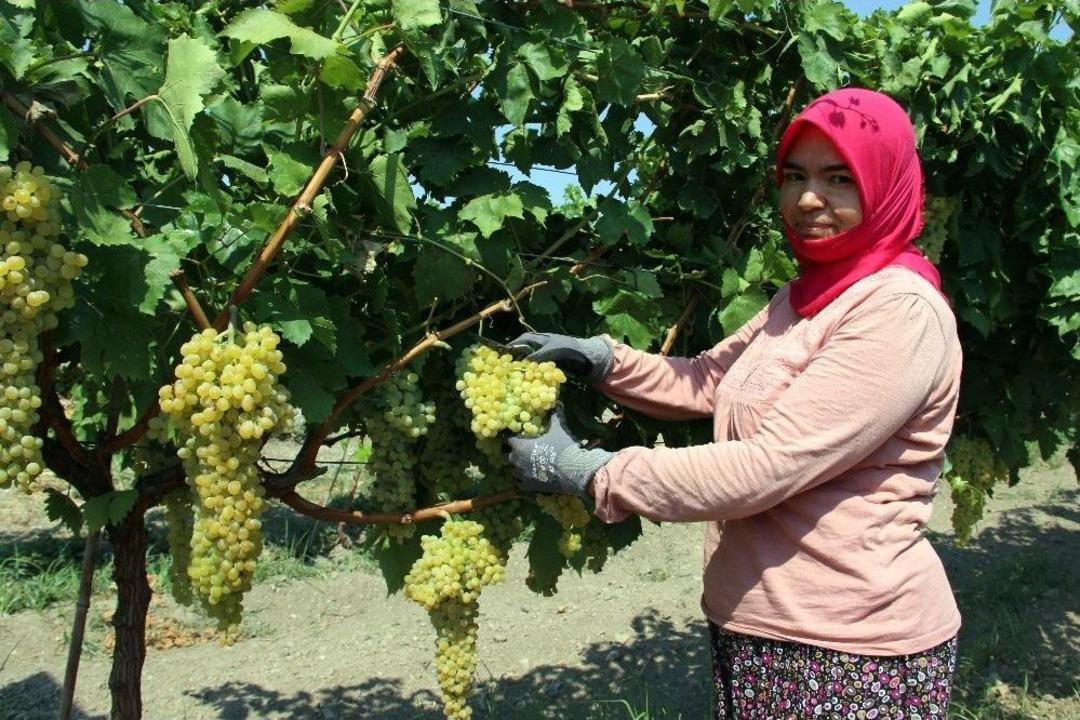 &Uuml;z&uuml;m &Uuml;reticisinin Fiyat Beklentisi 5 Liranın &Uuml;zerinde