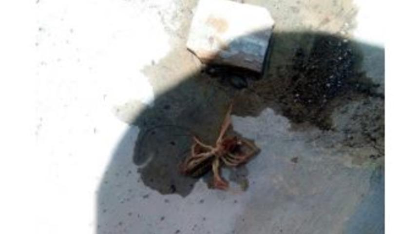 (&ouml;zel Haber) Et Yiyen &Ouml;r&uuml;mcek Kayseri&rsquo;de G&ouml;r&uuml;ld&uuml;