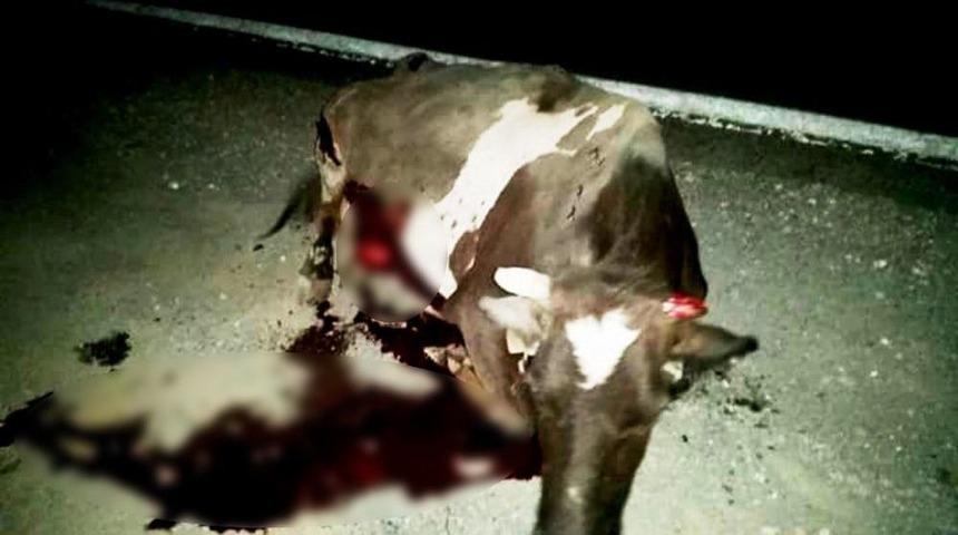 L&uuml;ks Jipin &Ccedil;arptığı İnek Ağır Yaralandı