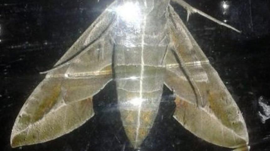 &lsquo;mekik Kelebeği&rsquo; Van&rsquo;da İlk Defa Kayıt Altına Alındı