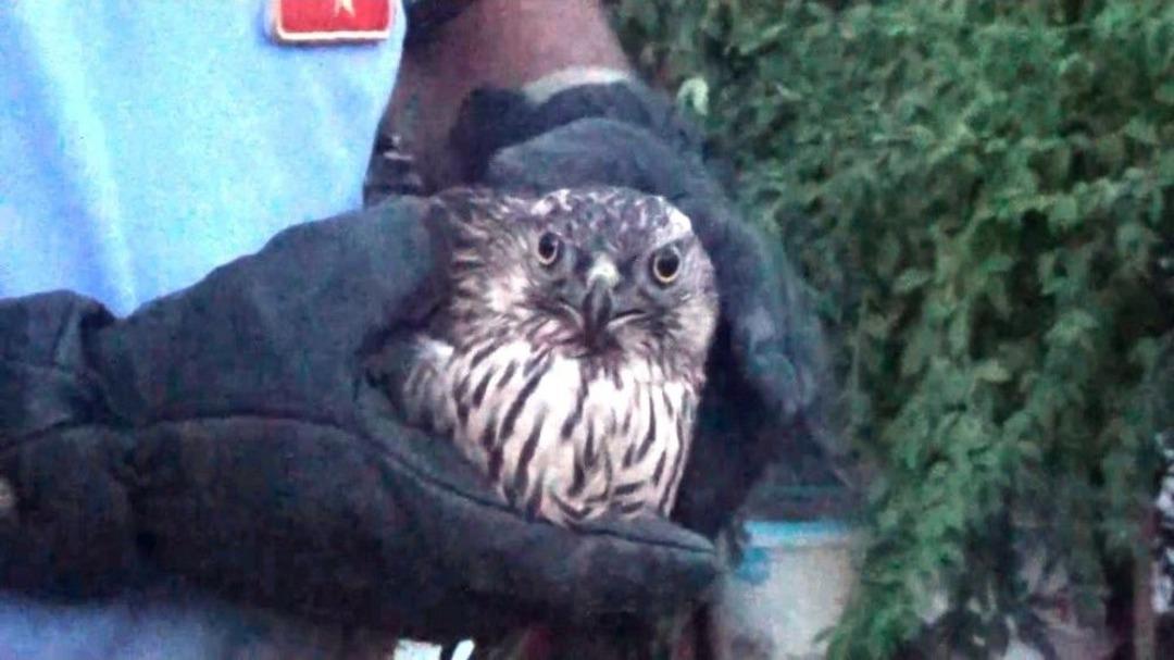 Yaralı Şahine İtfaiye Şefkati