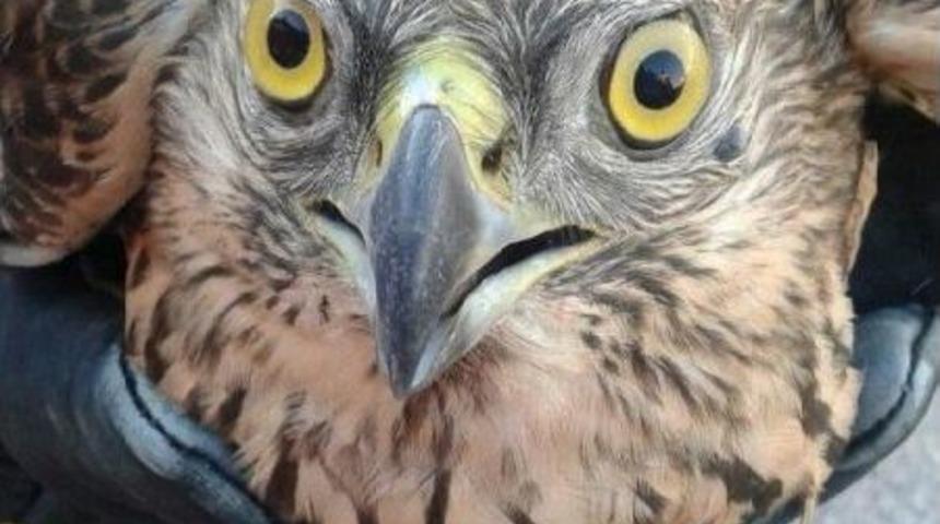 Avlanırken Yaralanan Şahine Yardım Eli