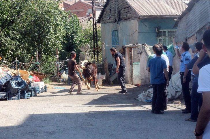 Hem Kendisi, Hem Boğası Asabi Çıktı G5