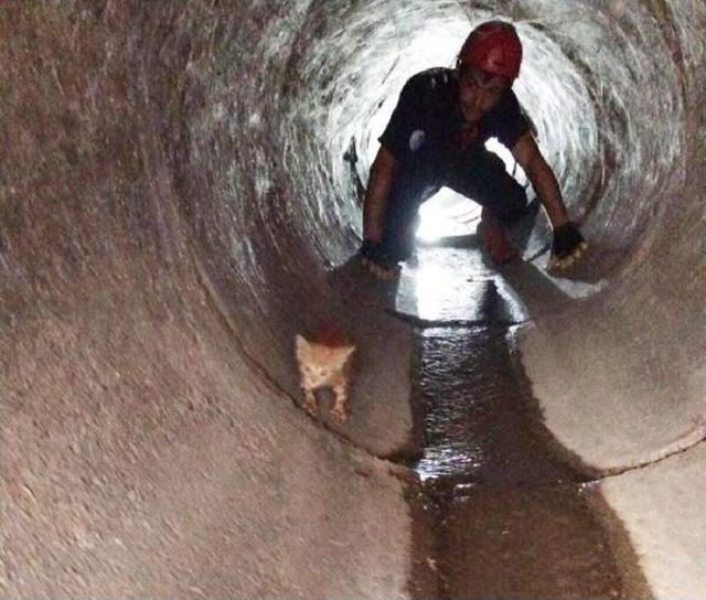 Kanalizasyona Düşen Yavru Kedi Kurtarıldı