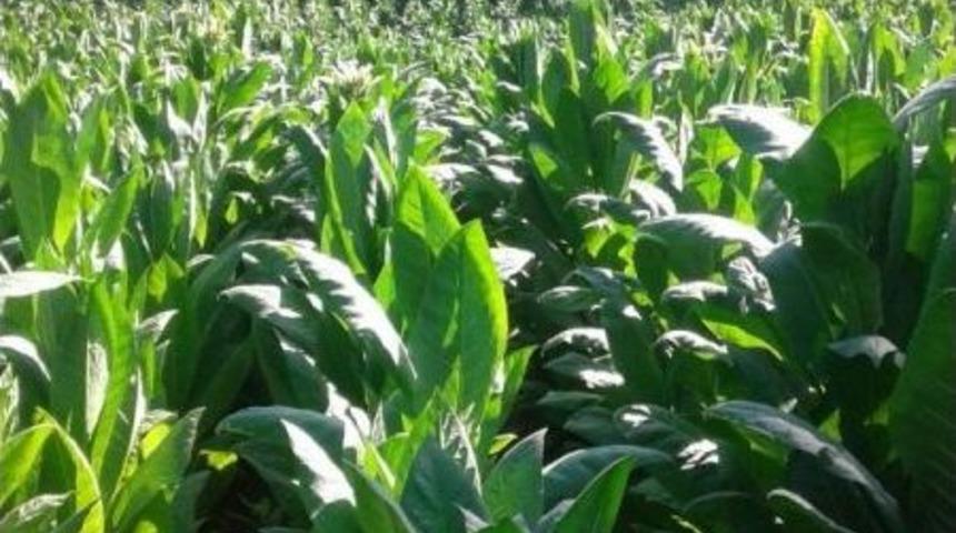 T&uuml;t&uuml;n Kırma Başladı, Hastaneler Boşaldı