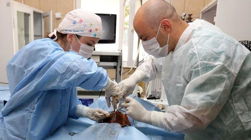 &Ccedil;ankaya Belediyesi Sokak Hayvanlarına Kucak A&ccedil;ıyor