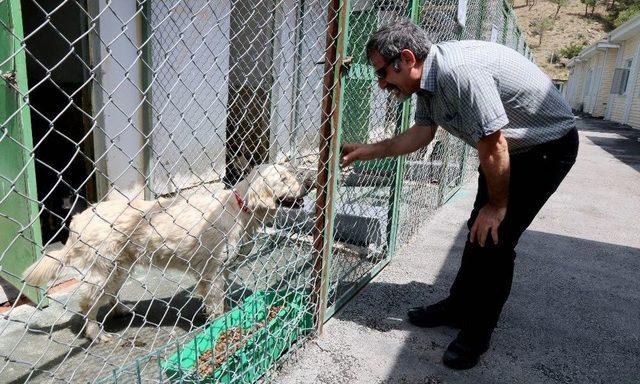 Çankaya Belediyesi Sokak Hayvanlarına Kucak Açıyor