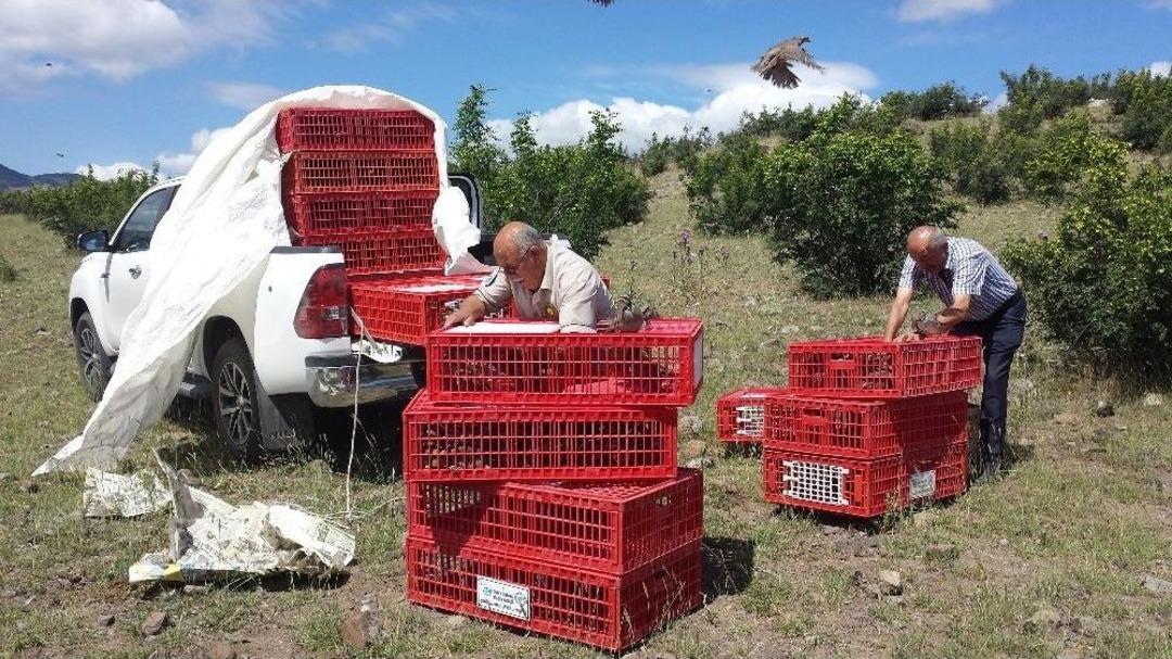 &Ccedil;orum&rsquo;da Doğaya Kınalı Keklik Ve S&uuml;l&uuml;n Salındı