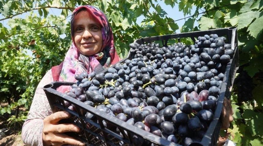 Sarıg&ouml;l&rsquo;de Her T&uuml;rl&uuml; &Uuml;z&uuml;m &Ccedil;eşidi Bulunuyor