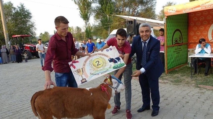 Hisarcık&rsquo;ta &rsquo;en G&uuml;zel Buzağı&rsquo; Yarışması