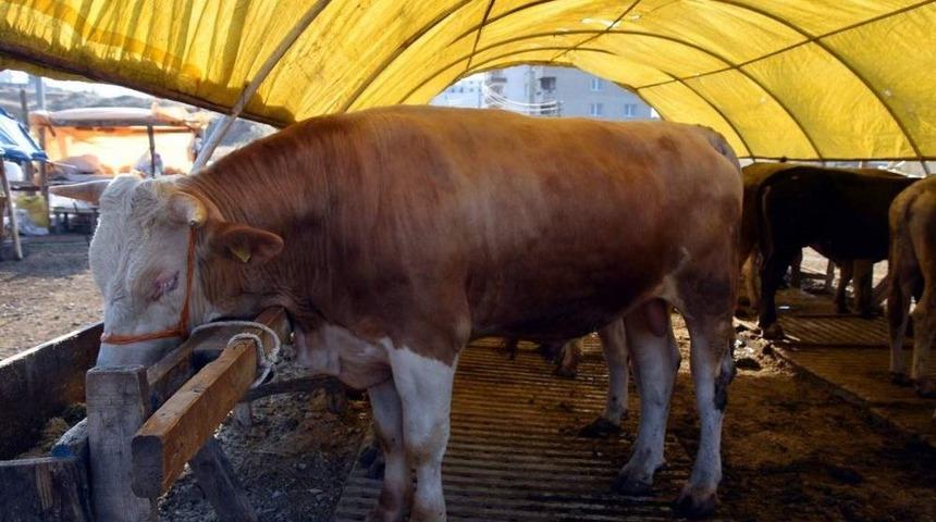 1 Ton 150 Kiloluk "ağrı&rsquo;nın G&uuml;l&uuml;" 16 Bin Liraya Satışa &Ccedil;ıktı