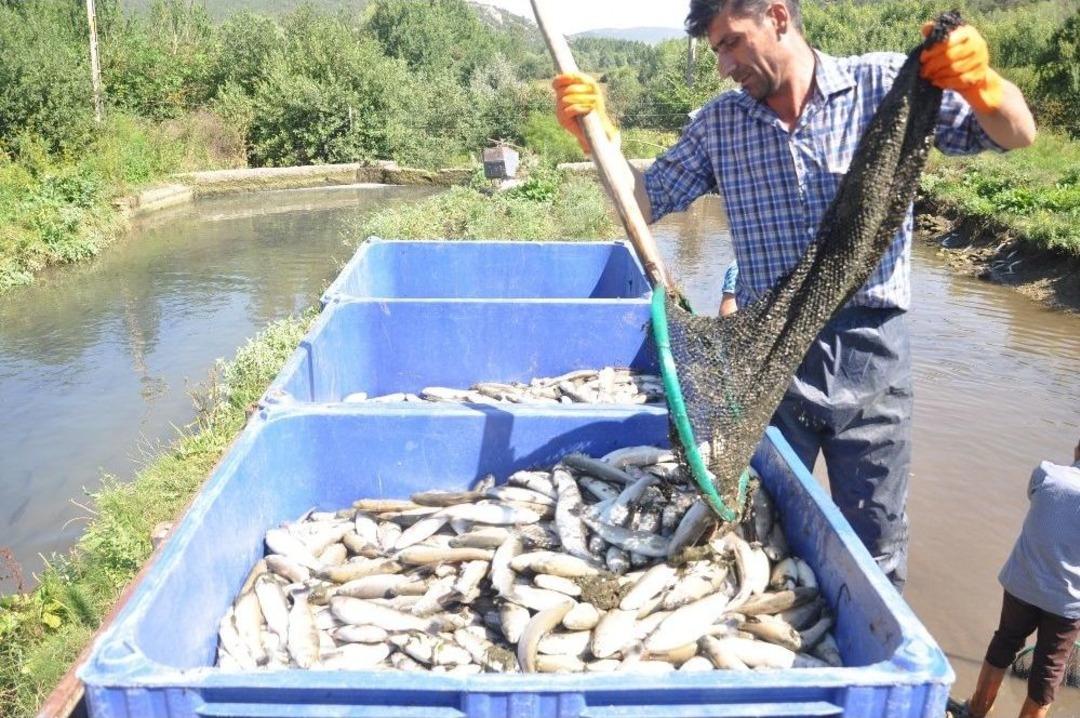 Boz&uuml;y&uuml;k&rsquo;te Binlerce Alabalık Telef Oldu