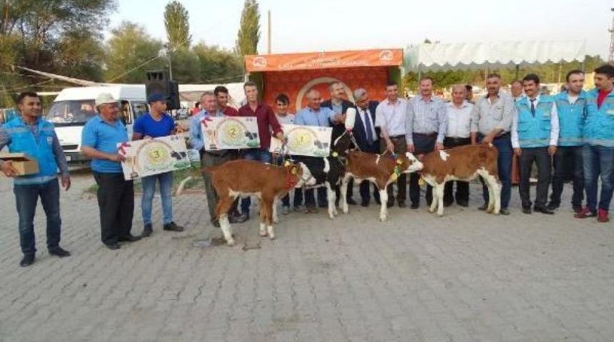 Buzağılar J&uuml;rinin Karşısında