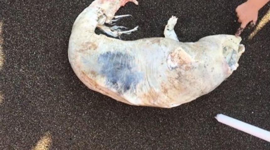 Sahilde &Ouml;l&uuml; Yunus Balığı Bulundu