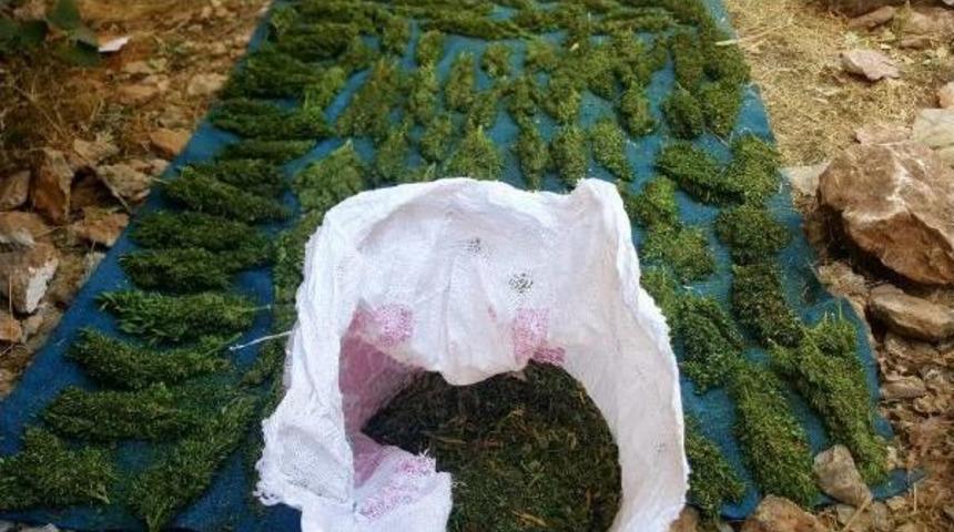 Diyarbakır'da 99 Kilo Esrar Ile 153 Bin K&ouml;k Hintkeneviri Ele Ge&ccedil;irildi