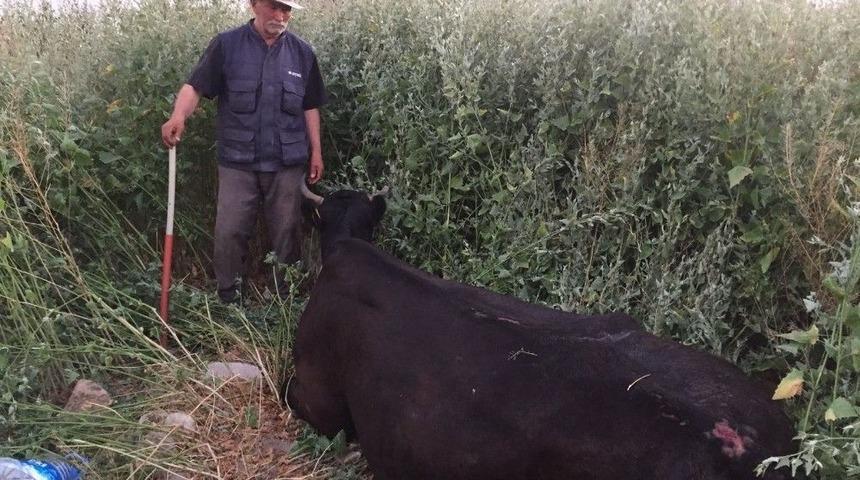 İnek Sahibinin G&ouml;z&uuml; &Ouml;n&uuml;nde Su Kuyusuna D&uuml;şt&uuml;