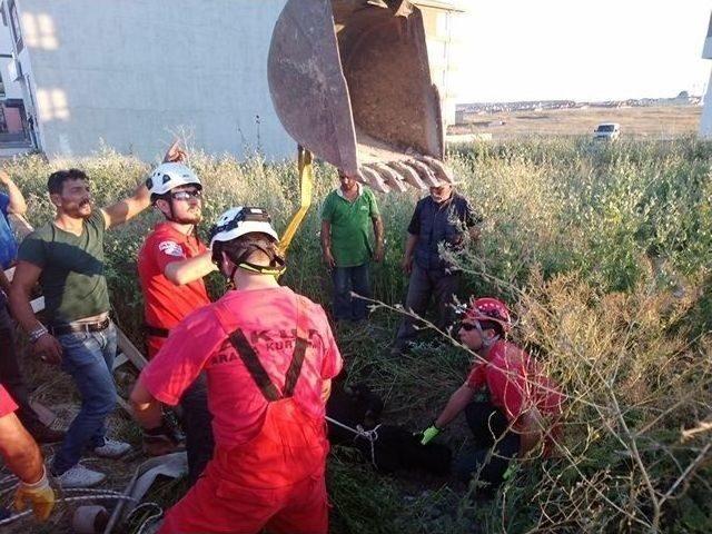 İnek Sahibinin Gözü Önünde Su Kuyusuna Düştü