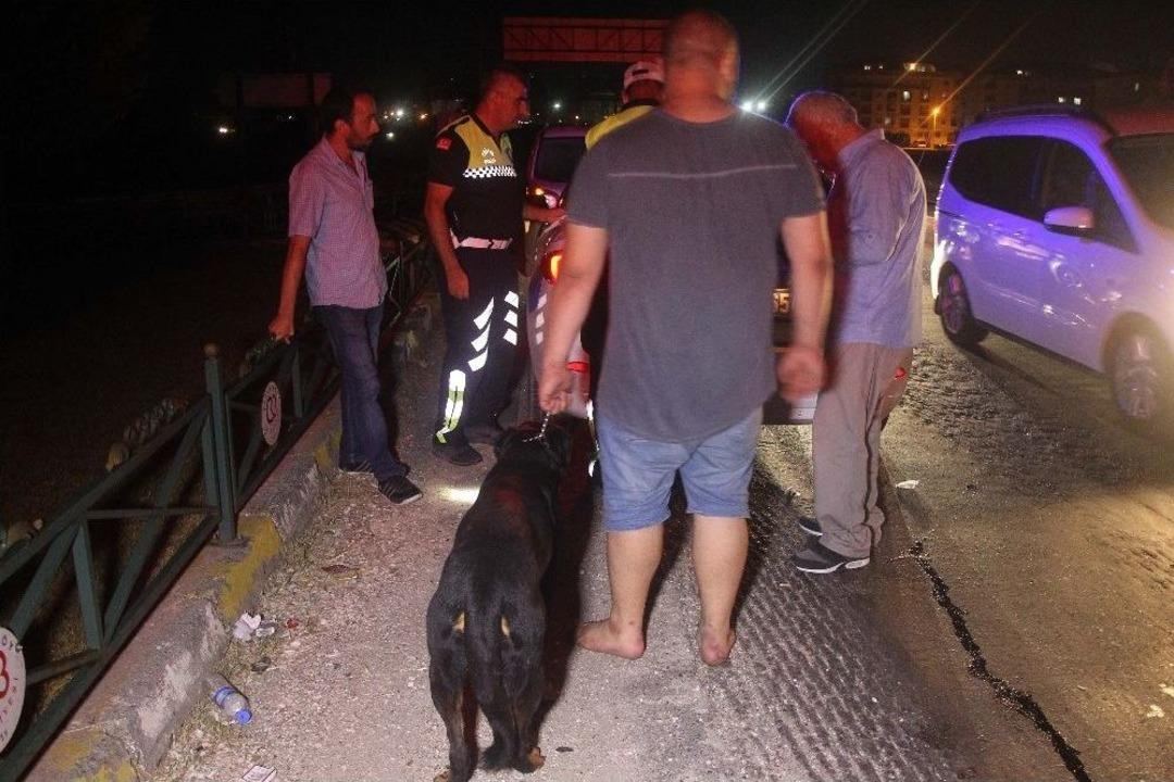 175 Promilli S&uuml;r&uuml;c&uuml; K&ouml;peğini Bırakmadı