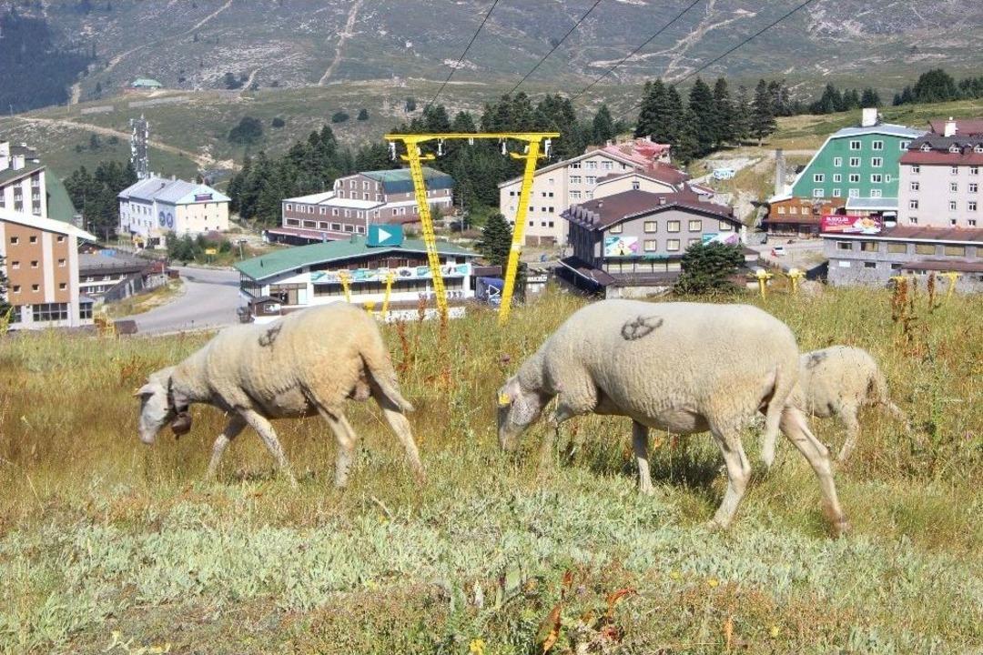 (&ouml;zel Haber) Bu Koyunlar En L&uuml;ks Yerde Otluyor