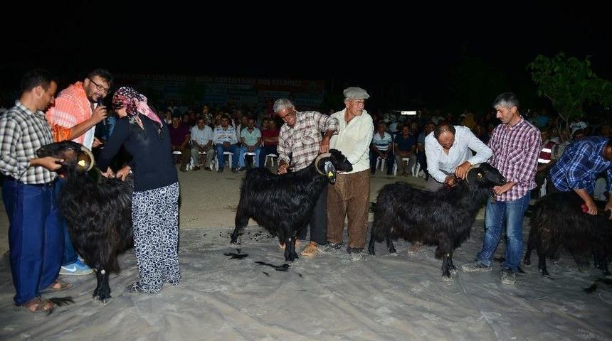 Karag&ouml;l Şenliğinde Ke&ccedil;i Kırkma Yarışması