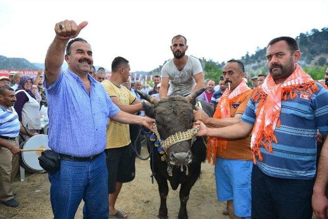 Karagöl Şenliğinde Keçi Kırkma Yarışması