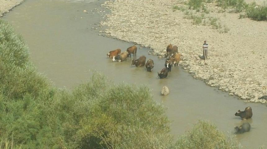 Sıcak Hava Hayvanları Da Bunalttı
