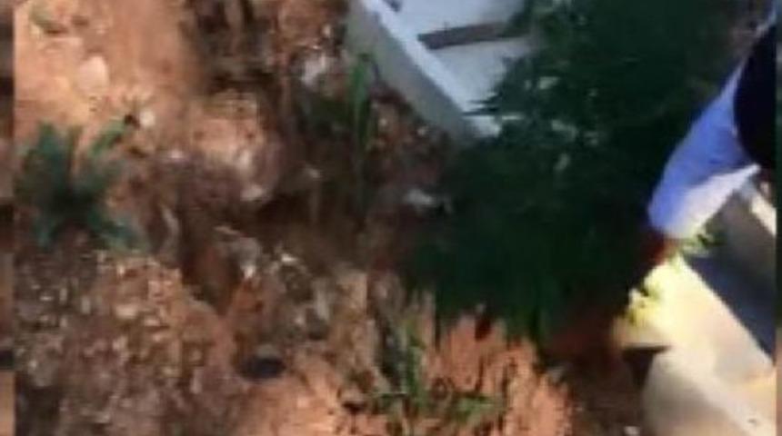 3. K&ouml;pr&uuml; Bağlantı Yolu Kenarında 40 K&ouml;k Hint Keneviri Ele Ge&ccedil;irildi